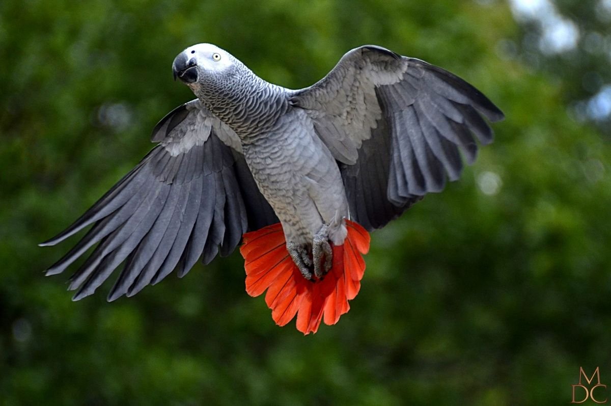 A beautiful African Grey parrot perched gracefully